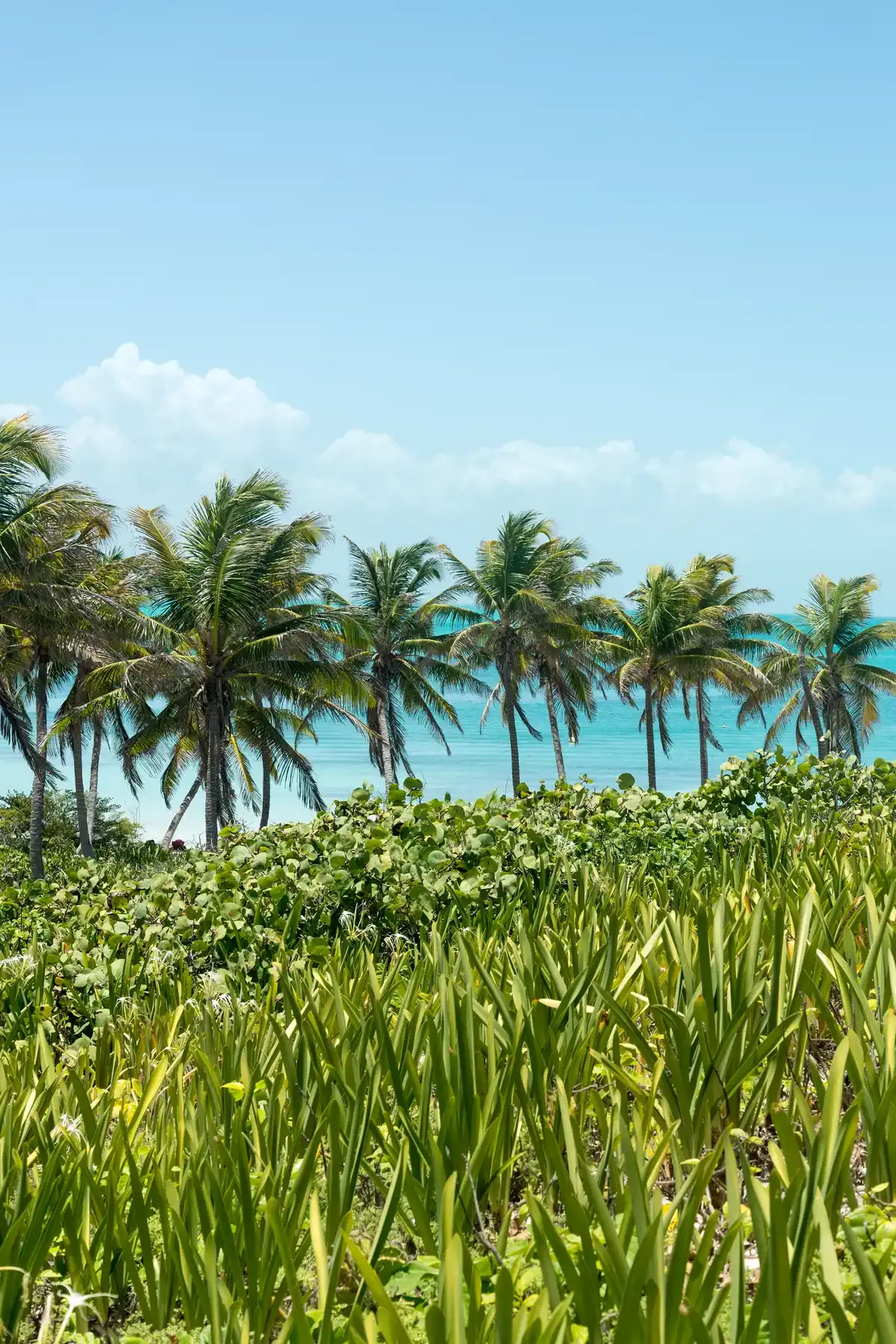 Palms on Isla Contoy, the bird island north of the Cancun yacht rentals routes